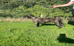 Presa Canario dogs for sale: Presa Canario  - Image 1