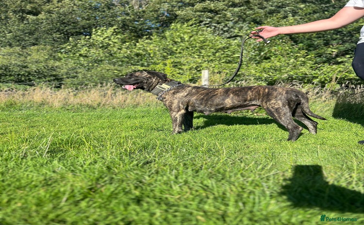 Presa Canario dogs - Advert 1