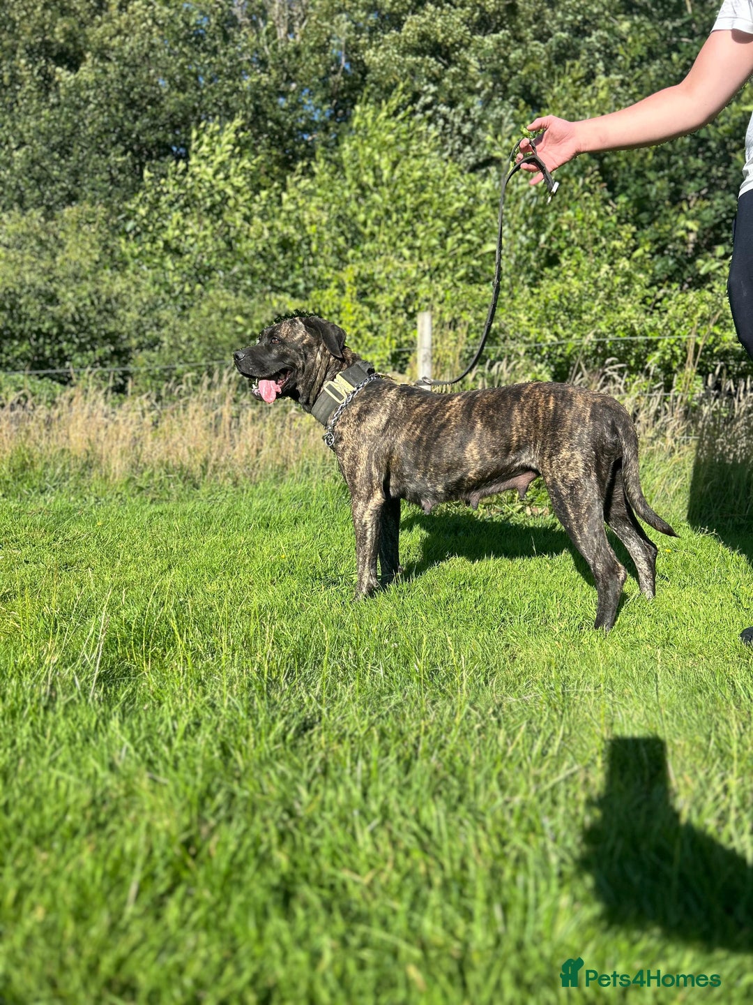 Presa Canario dogs for sale: Presa Canario  - Image 1
