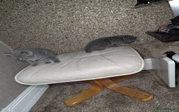 British Shorthair cats for sale: British Shorthair kitten  - Image 12