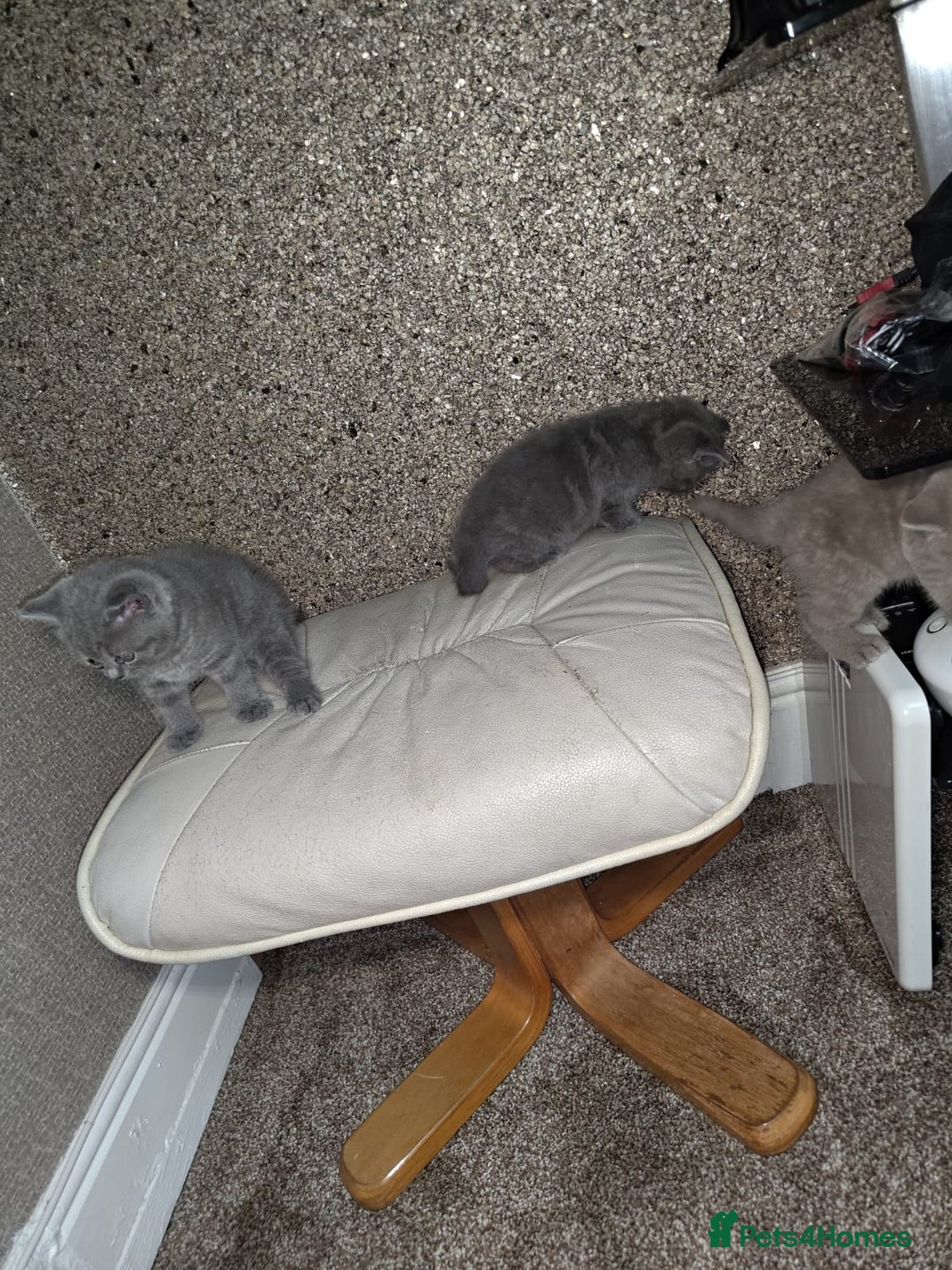 British Shorthair cats for sale: British Shorthair kitten  - Image 12
