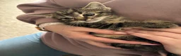 Mixed Breed cats for sale: Fluffy chunky kittens  - Advert 4