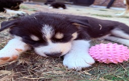 Pomsky dogs for sale: F4❗️READY 🏡 (brown/ bi eyed) REDUCED 💫  - Image 15