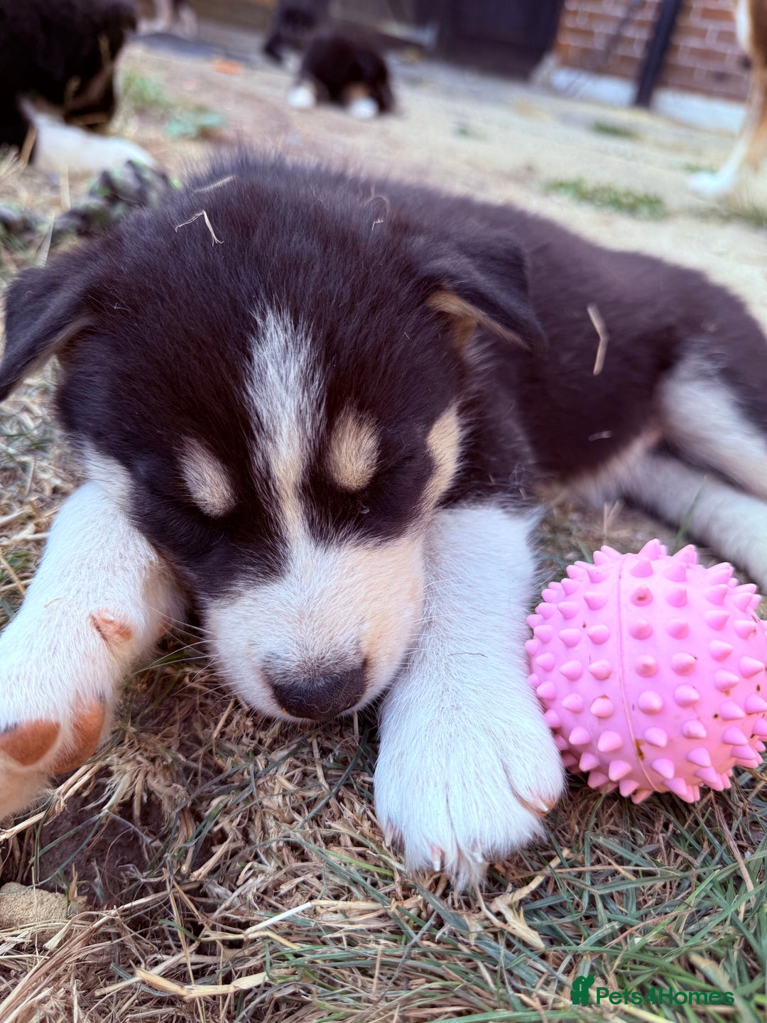 Pomsky dogs for sale: F4❗️READY 🏡 (brown/ bi eyed) REDUCED 💫  - Image 15