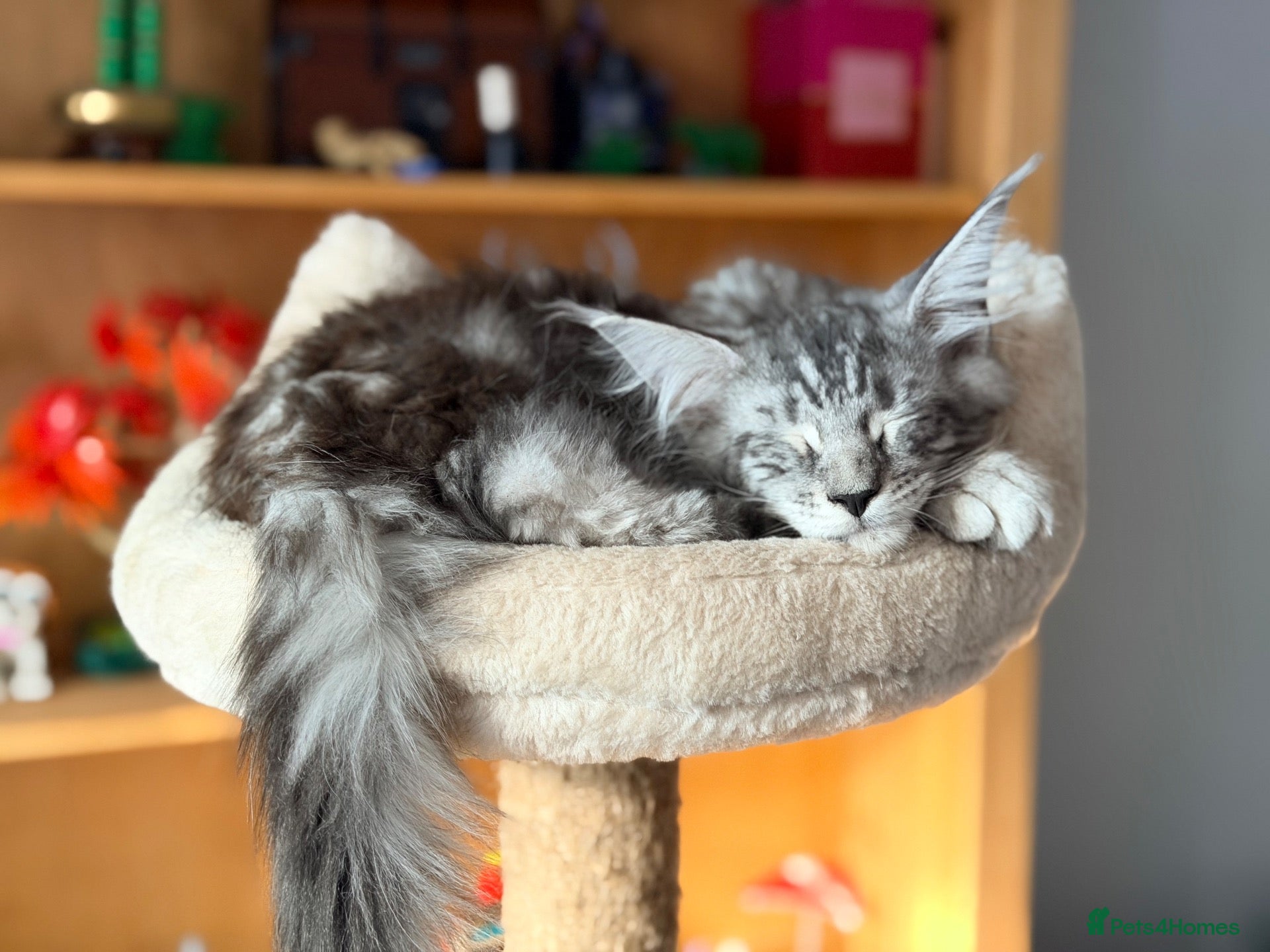 Maine Coon cats 💙 Male Maine Coon Silver Kitten TICA - Advert 5
