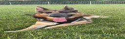 German Shepherd dogs for sale: River  - Advert 4