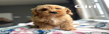 Cockapoo 2