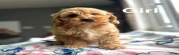 Cockapoo dogs for sale: Stunning f1 cockapoo girls ready now  - Advert 4