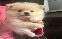 Pomeranian dogs for sale: Pomeranian  puppies  - Image 15