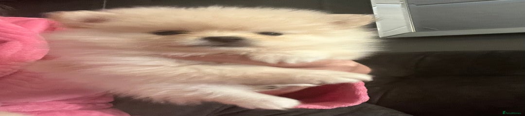 Pomeranian Puppy 4