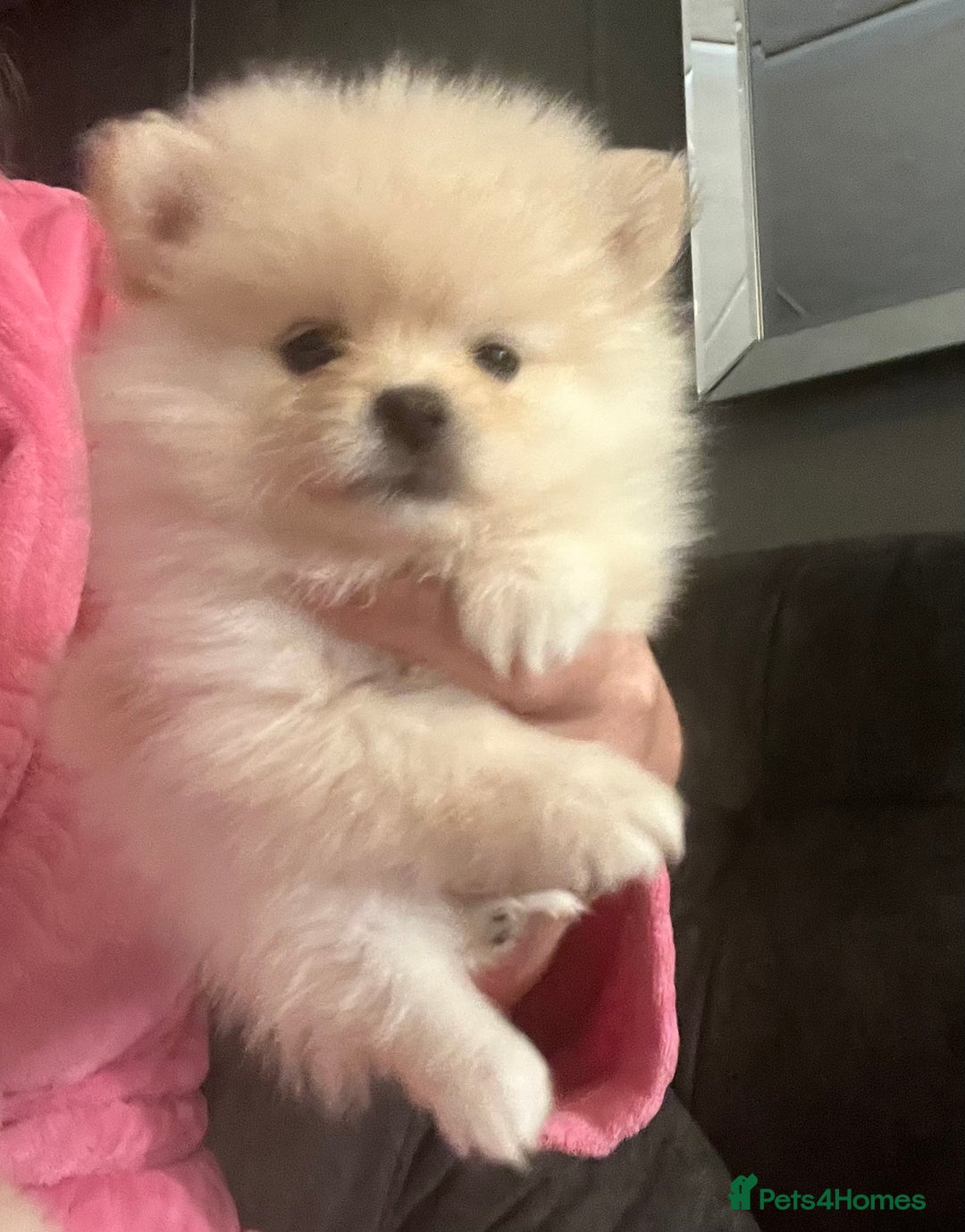 Pomeranian dogs for sale: Pomeranian  puppies  - Image 15