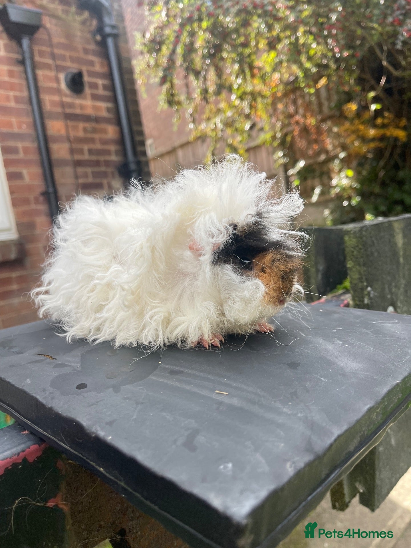 Guinea Pig rodents ⭐️ Baby Guinea Pigs Looking For New Homes⭐️ - Advert 2