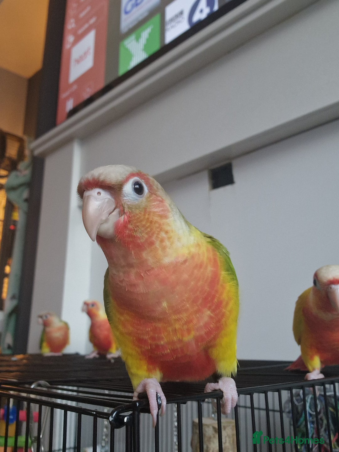 Conures birds for sale: Beautiful fully hand reared conure baby's  - Image 7