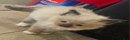 Ragdoll cats for sale: Lovely ragdoll kittens looking for a home - Advert 9