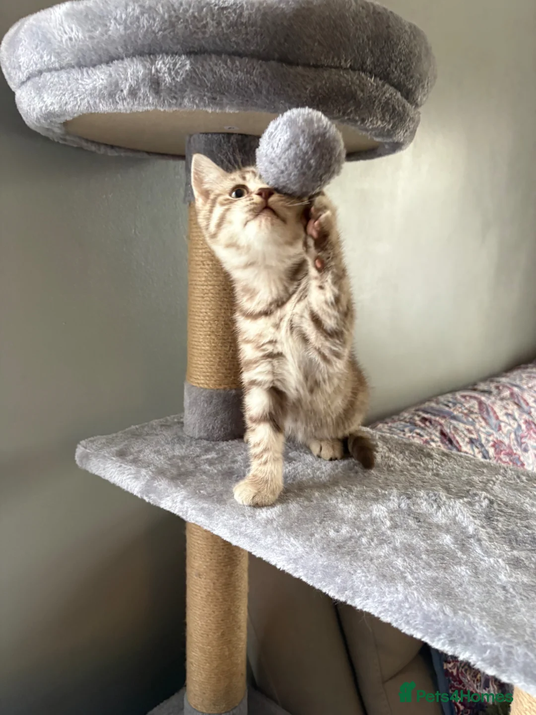 British Shorthair cats for sale: GCCF Brown-tabby MALE AVAILABLE - Advert 2