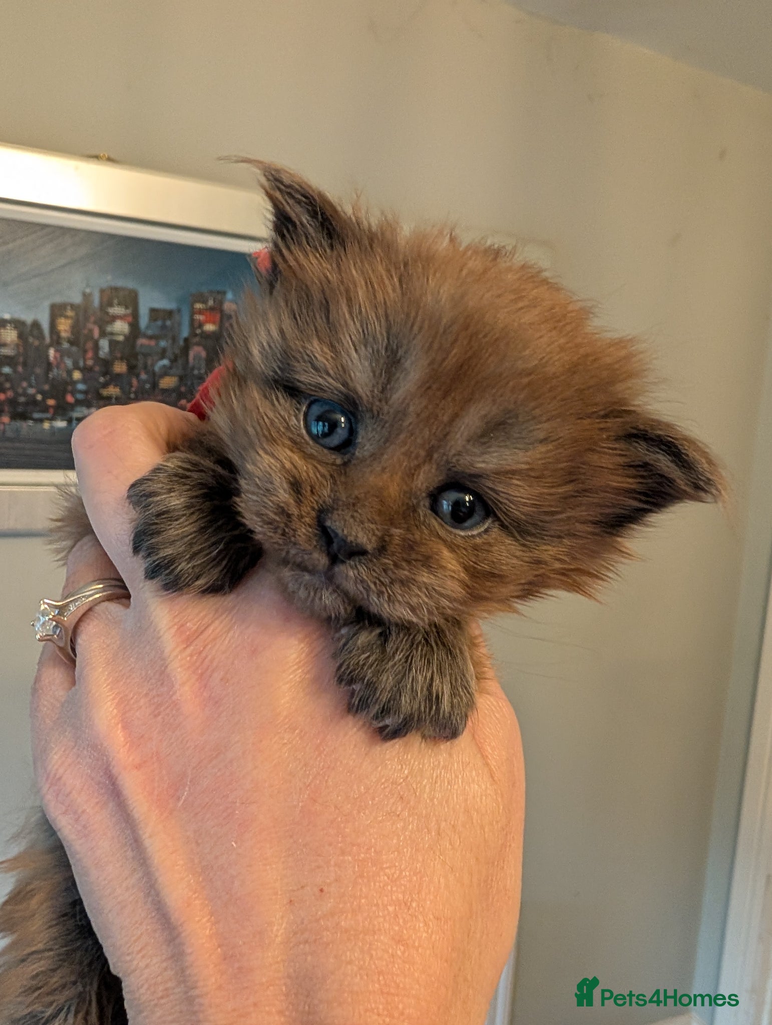 Maine Coon cats Gorgeous Registered Maine Coon Kittens  - Advert 2