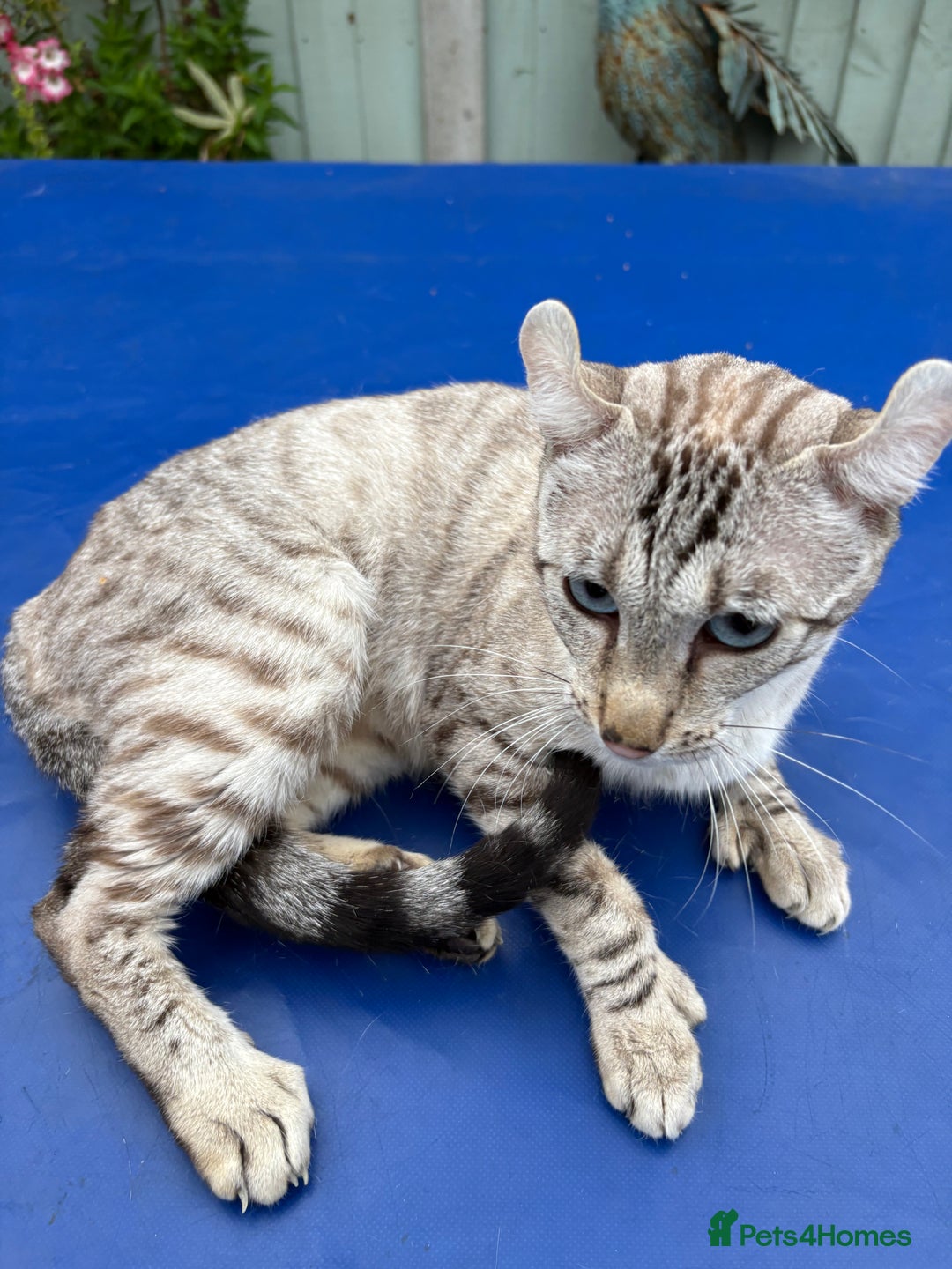 Keetso cats for sale: Superb polydactyl curled eared Keetso girl  - Image 25