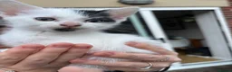 Mixed Breed cats for sale: 4 girls ready for their forever home in Exeter - Advert 2
