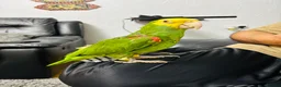 Parrots birds for sale: Yellow Headed Amazon in Stoke-on-Trent - Advert 5