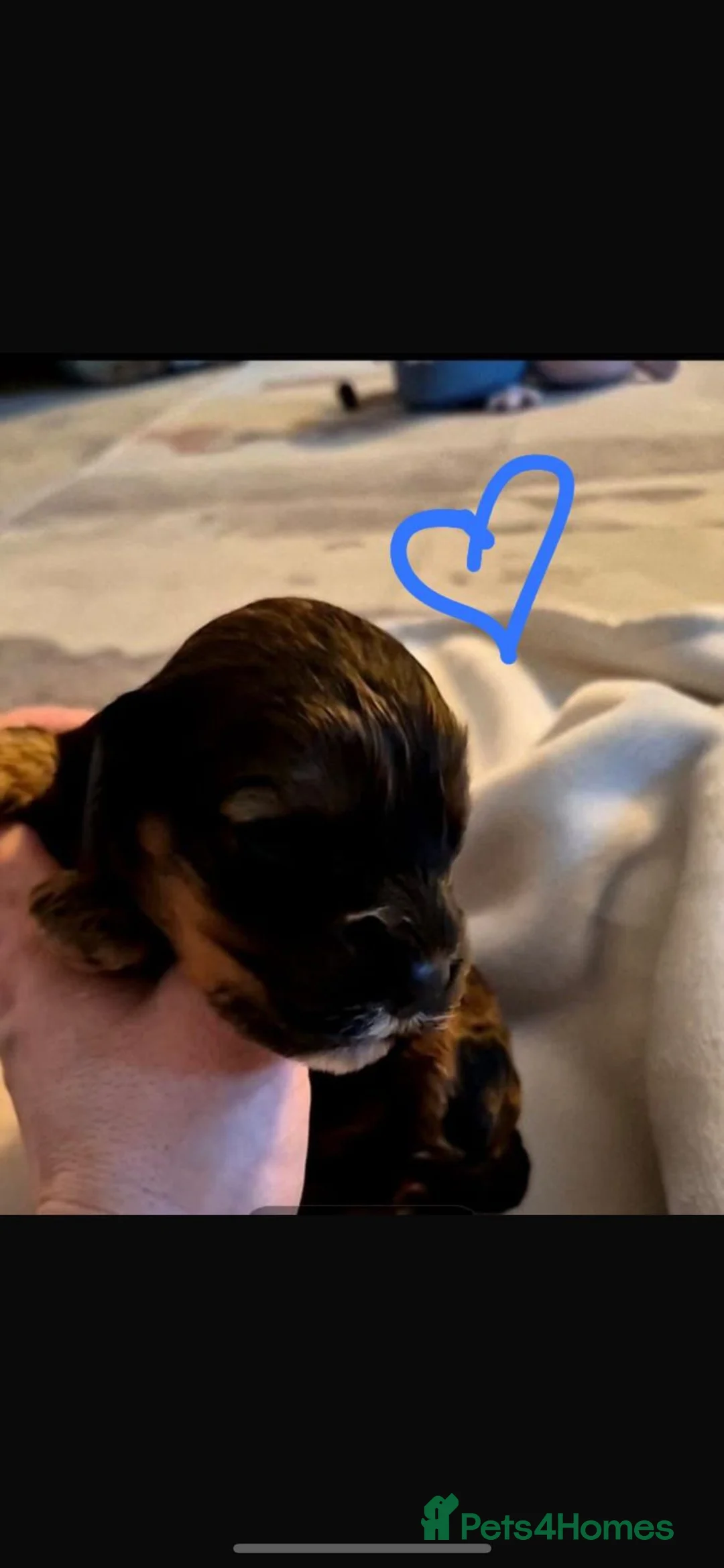 Mixed Breed dogs for sale: Cockalier - Advert 4