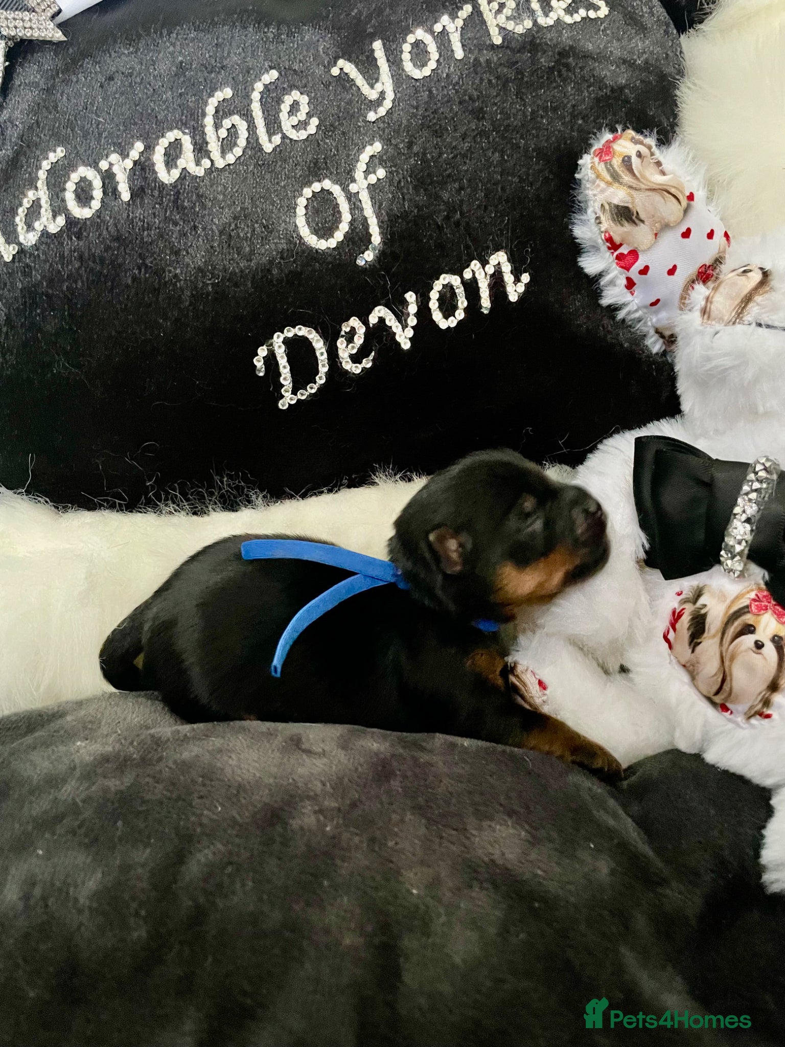 Yorkshire Terrier dogs Adorarable Yorkie Boys 5🌟Licenced Breeder - Advert 13