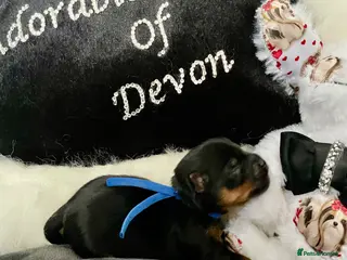 Yorkshire Terrier dogs Adorarable Yorkie Boys 5🌟Licenced Breeder - Advert 13