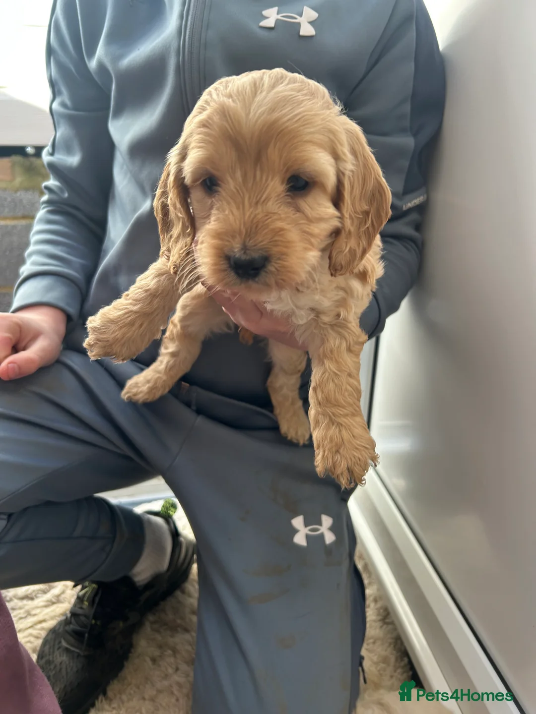 Cockapoo dogs for sale: F1b cockapoo  - Advert 6