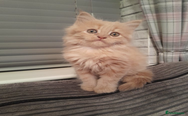 Maine Coon cats - Advert 3