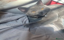 British Longhair cats for sale: 🐾 British Longhair Kitten – Boy 💙 - Image 1