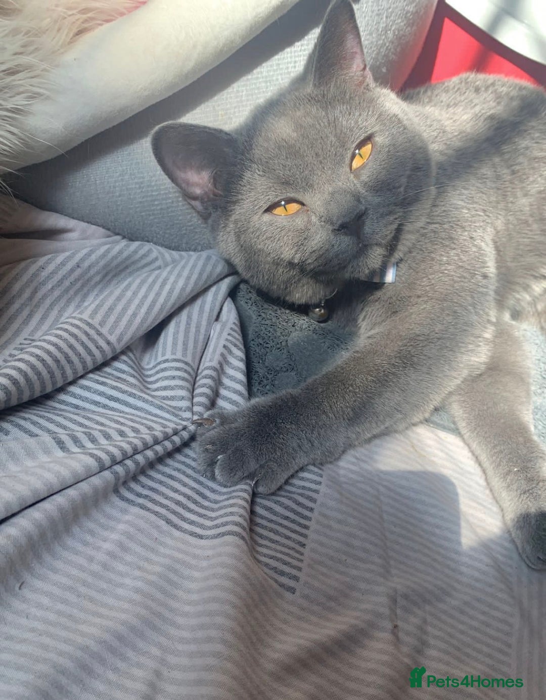 British Longhair cats for sale: 🐾 British Longhair Kitten – Boy 💙 - Image 1