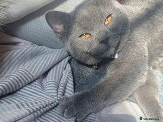 British Longhair cats - Advert 1