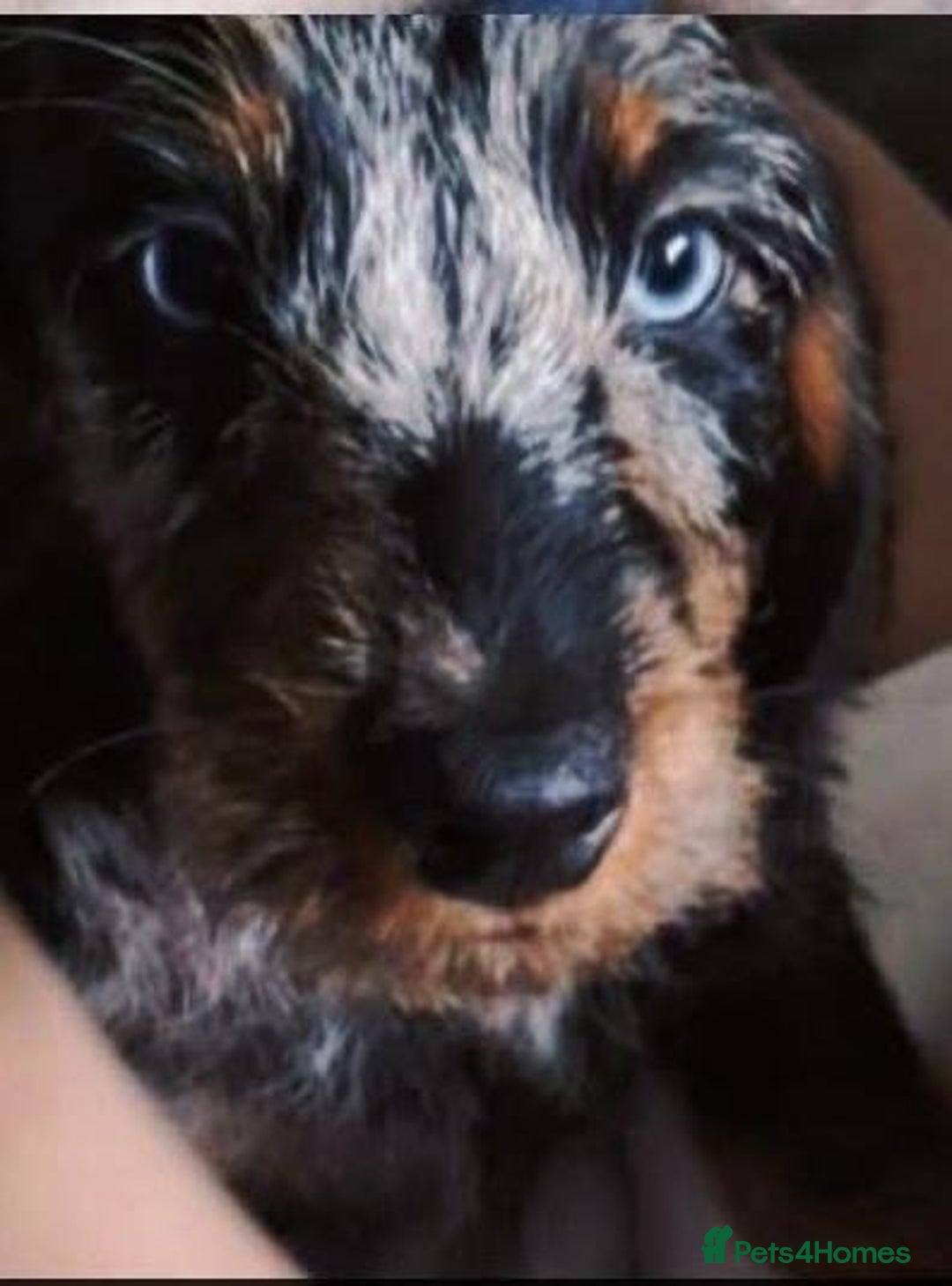 Dachshund dogs for sale: Dachshund puppy - Advert 2