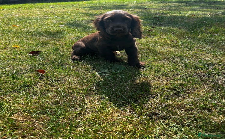 Cocker Spaniel dogs - Advert 7