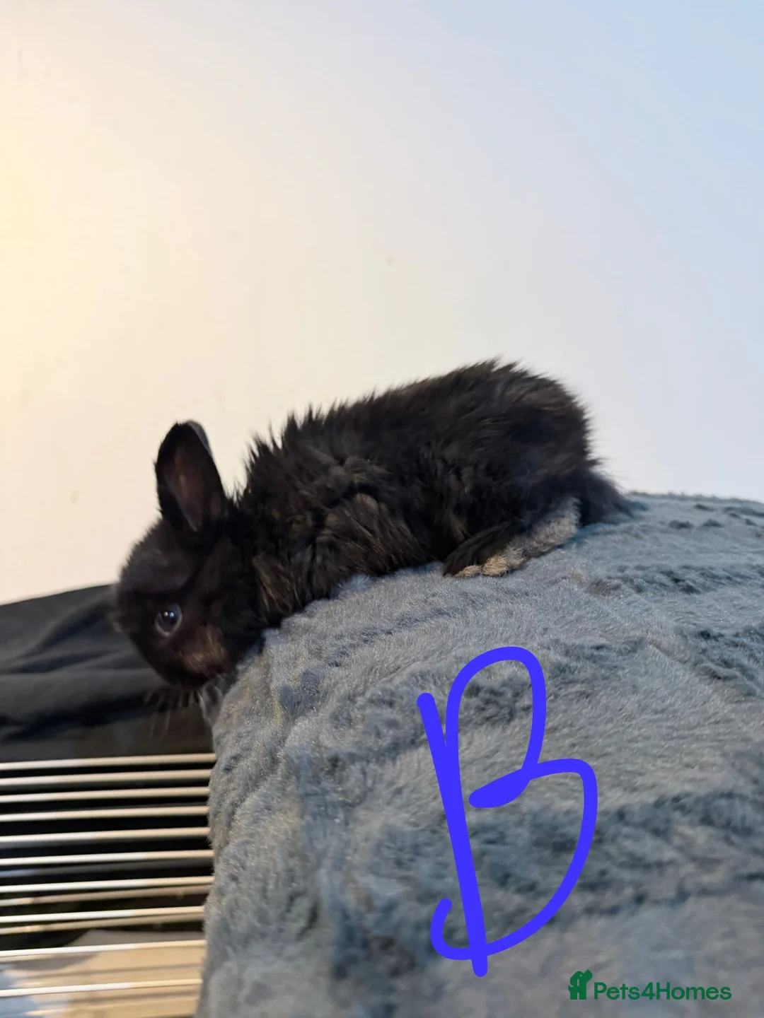 Lionhead rabbits for sale: Very beautiful - Double Mained lionhead babies. - Advert 7