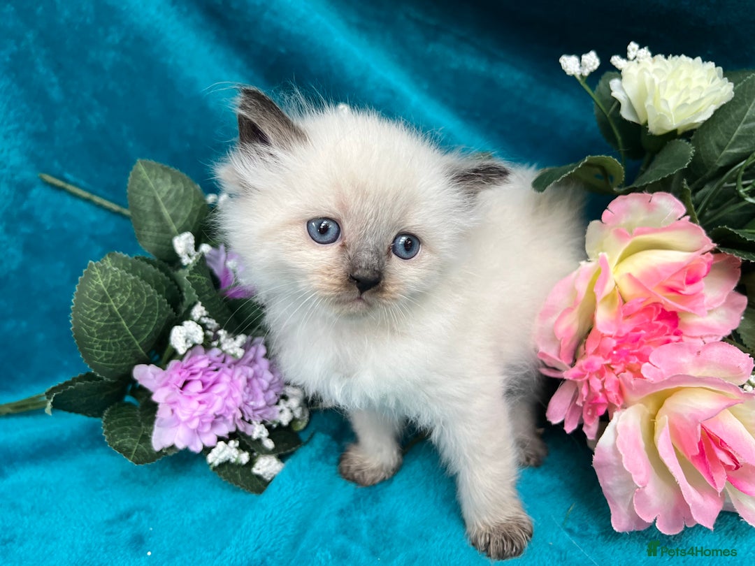 Siberian cats for sale: 🩵🩵Stunning Siberian Neva Masquerade Babies🩵🩵 - Image 12