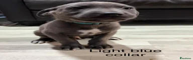 Puppy 3 (light blue collar)