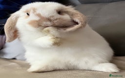 Mini Lop rabbits for sale: Mini lop male  - Image 3