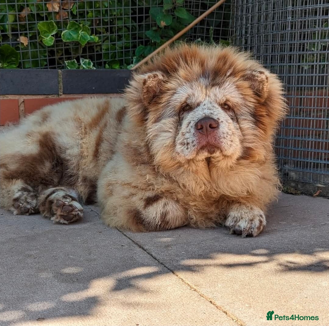 Chow Chow dogs for sale: For sale adult chow chows  - Advert 3