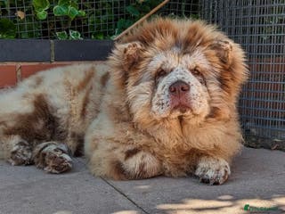 Chow Chow dogs For sale adult chow chows - Advert 10