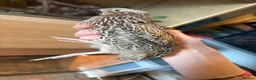 Quail poultry for sale: Tibetan x Italian cross coturnix quail (Male) in Ellesmere Port - Advert 5