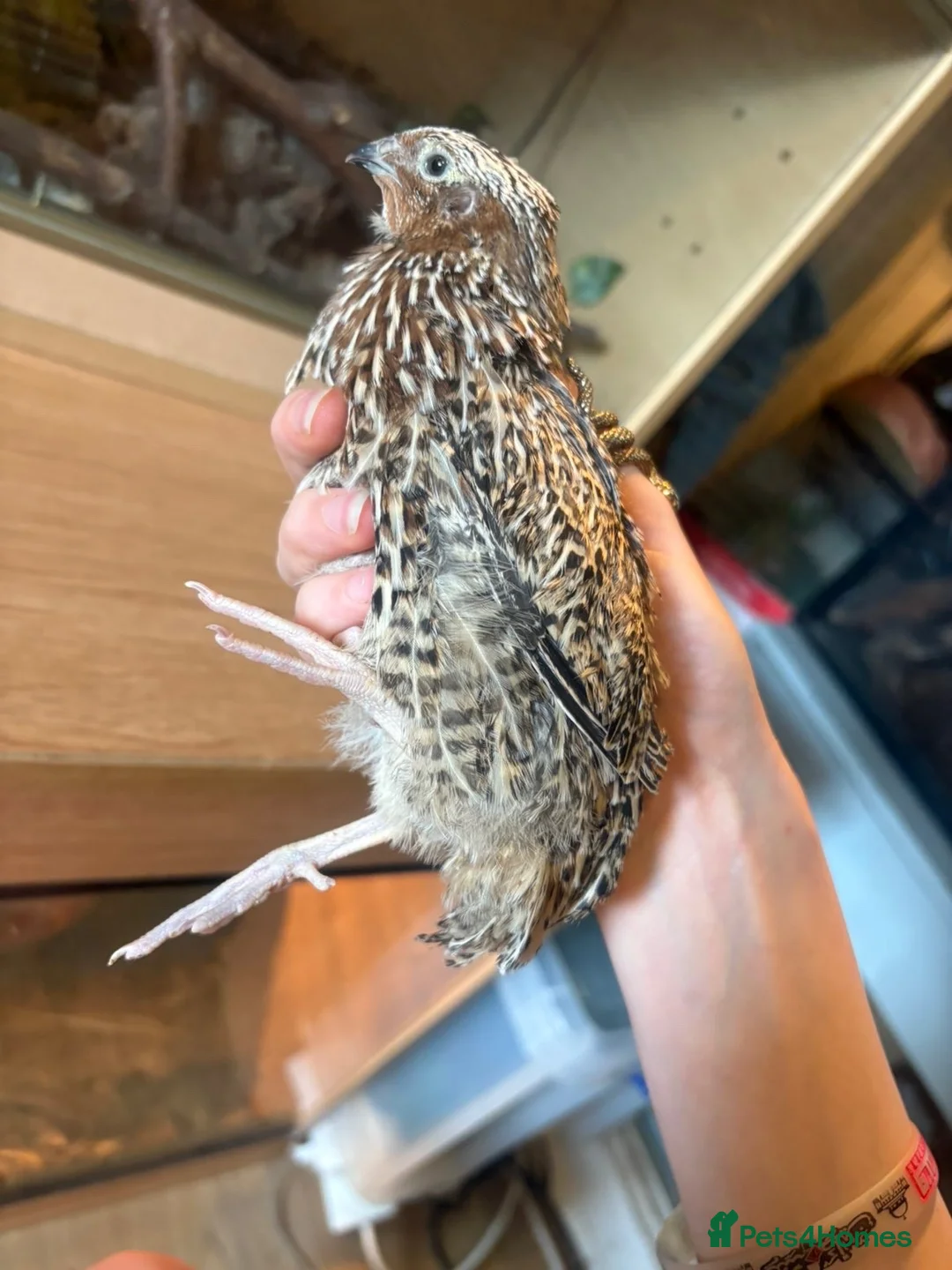 Quail poultry for sale: Tibetan x Italian cross coturnix quail (Male) in Ellesmere Port - Advert 5