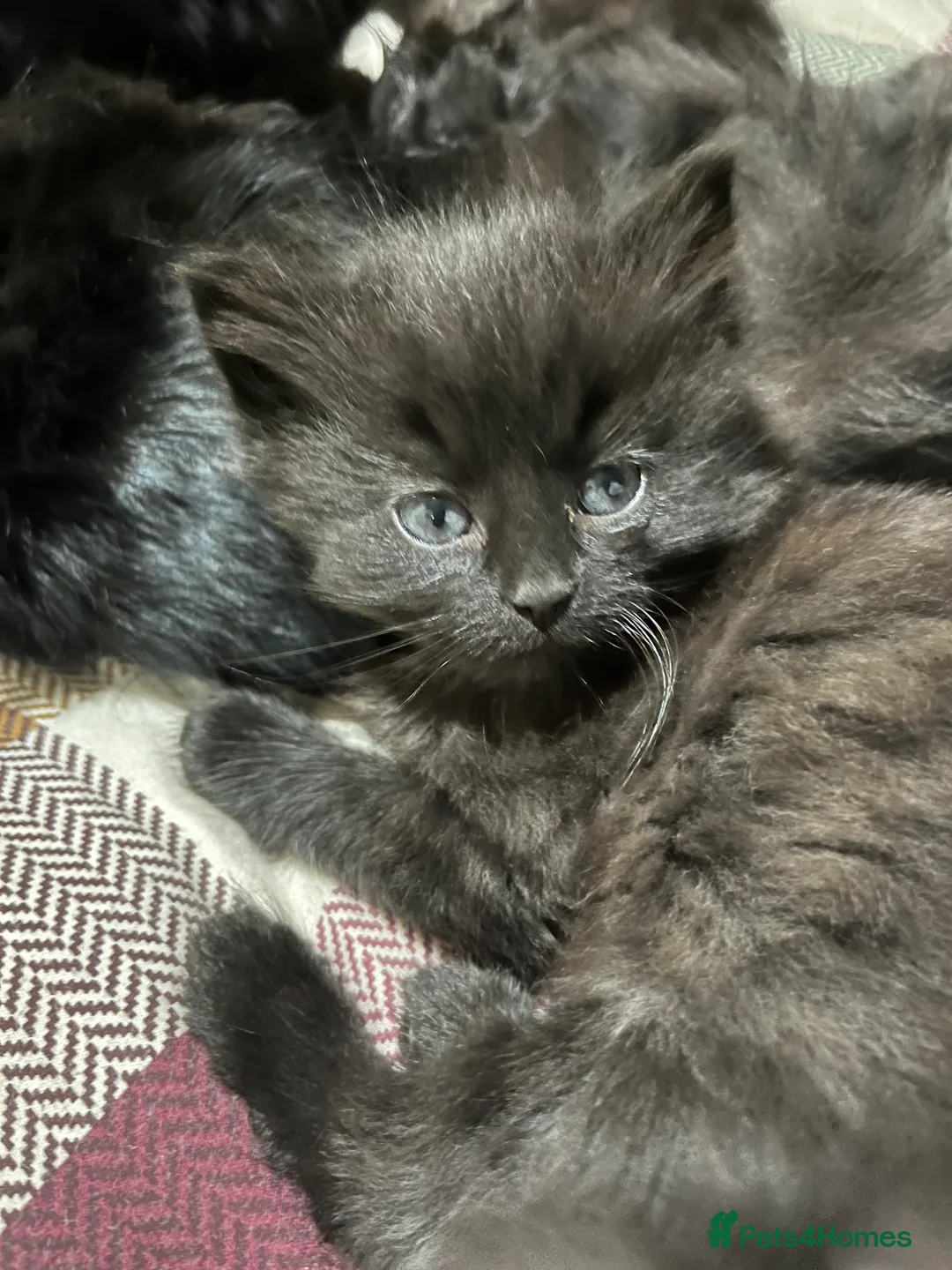 Mixed Breed cats for sale: Black kittens  - Advert 4