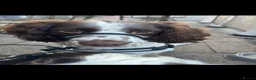 English Springer Spaniel dogs for stud: English springer spaniel for studding  in Halifax - Advert 8