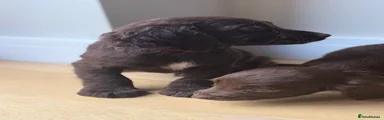 Cocker Spaniel 2