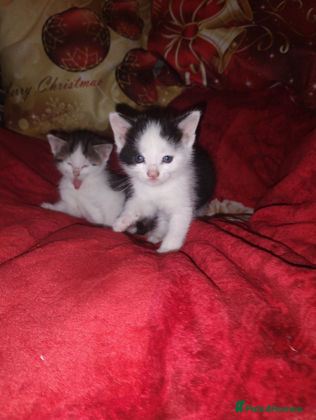 Mixed Breed cats for sale: Kittens are looking for homes  - Advert 2