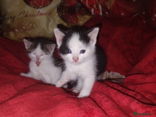 Mixed Breed cats Kittens are looking for homes - Advert 2