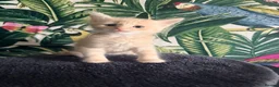 Mixed Breed cats for sale: Beautiful Maine coon mix kitten  in London - Advert 3