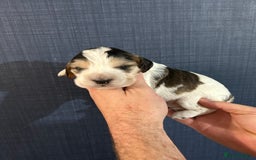 Cocker Spaniel dogs for sale: Gorgeous shoe type cocker spaniel  - Image 13