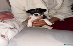 Jack Russell dogs for sale: Jack Russell Pure Breed Puppy’s  - Image 5