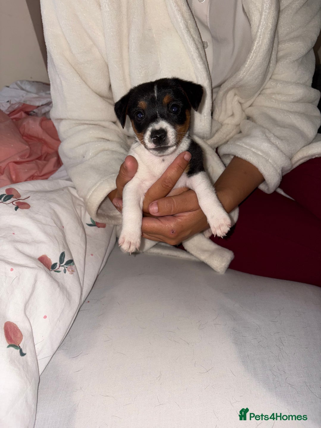 Jack Russell dogs for sale: Jack Russell Pure Breed Puppy’s  - Image 5